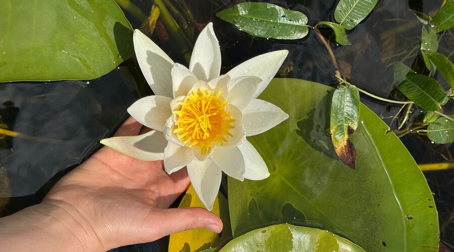 ISPARTA GÜL BAHÇELERİ ÇİVRİL IŞIKLI GÖL VE KİRAZLIDERE CAM TERAS TURU