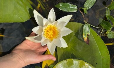 ISPARTA GÜL BAHÇELERİ ÇİVRİL IŞIKLI GÖL VE KİRAZLIDERE CAM TERAS TURU