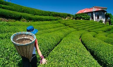 BATUM KONAKLAMALI ÖZEL UÇAKLI KARADENİZ TURU