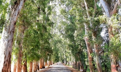 DATÇA BADEM ÇİÇEĞİ FESTİVALİ