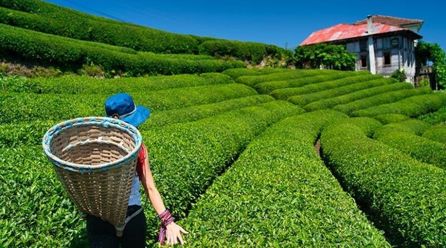 UÇAKLI YAYLALAR ÖZEL  DOĞU KARADENİZ BATUM GÜRCİSTAN TURU