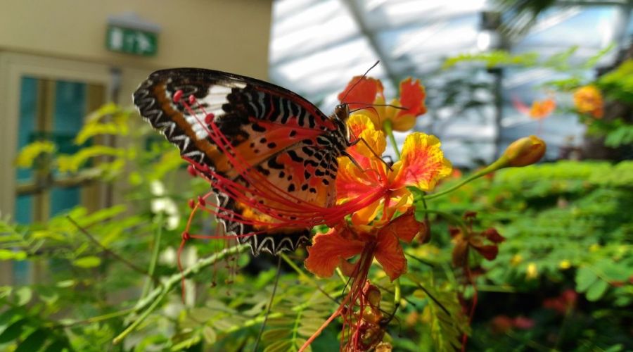 KONYA VE LALE BAHÇELERİ TURU