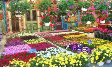 BAYINDIR ÇİÇEK FESTİVALİ VE EGE TURU