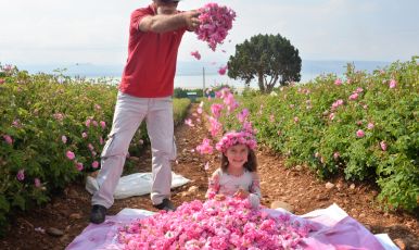 GÜL BAHÇELERİ NİLÜFER  BAHÇELERİ VE ISPARTA KİRAZLIDERE CAM TERAS TURU